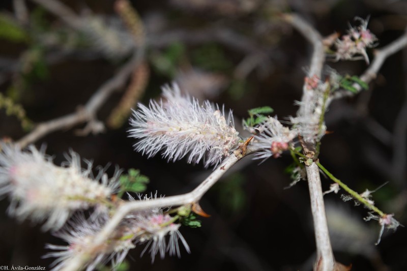 Mimosa polyantha photo 5