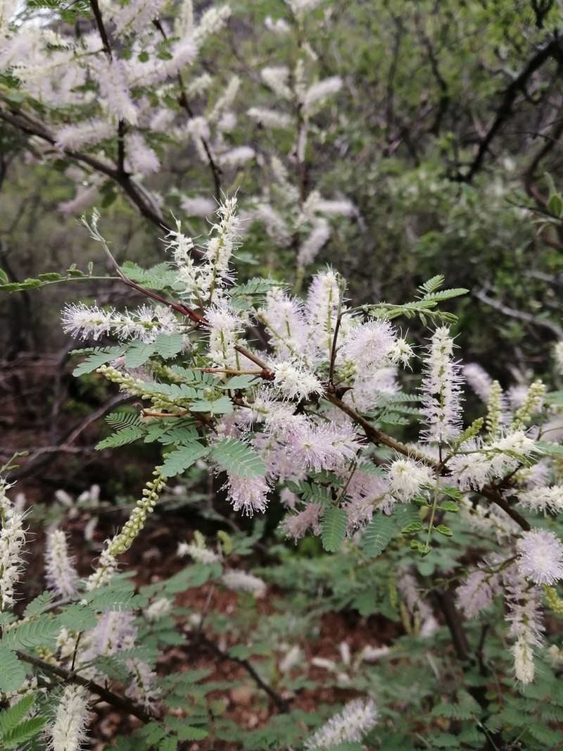 Mimosa polyantha photo 6
