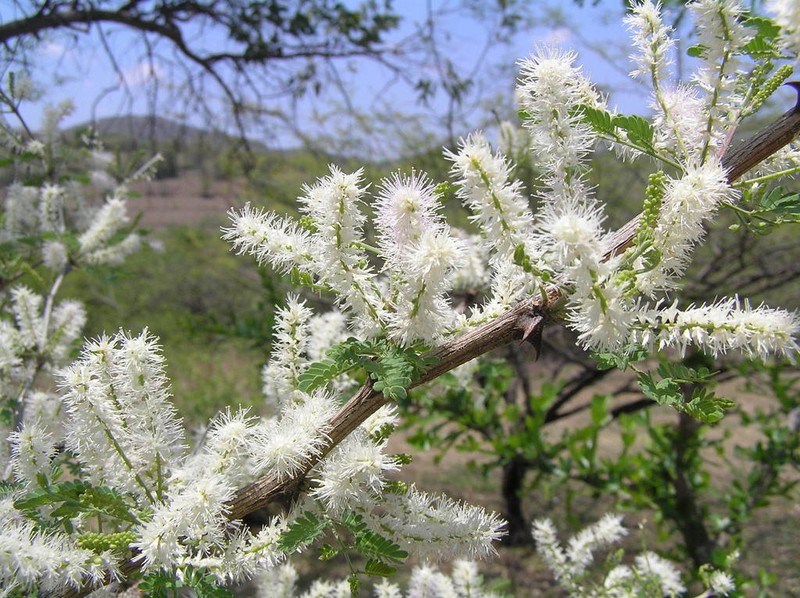 Mimosa polyantha photo 7