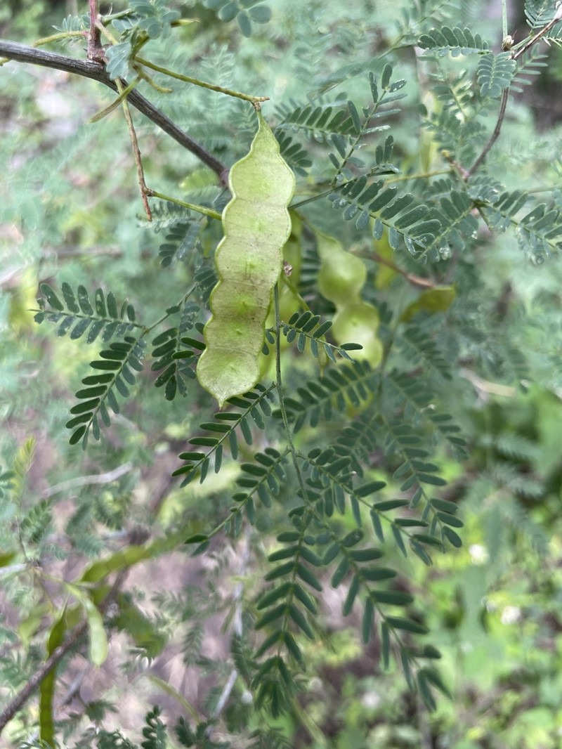 Mimosa polyantha photo 8