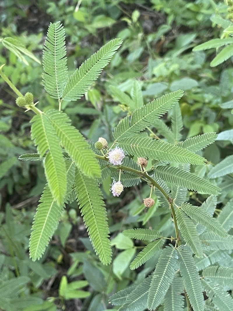 Mimosa polycarpa photo 3
