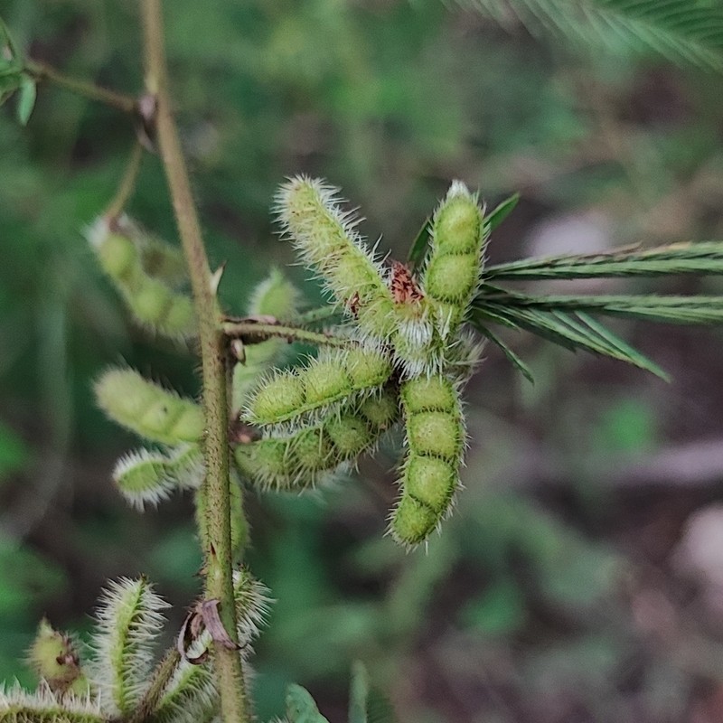 Mimosa polycarpa photo 4