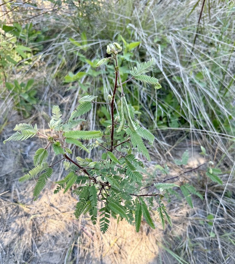Mimosa polycarpa photo 5