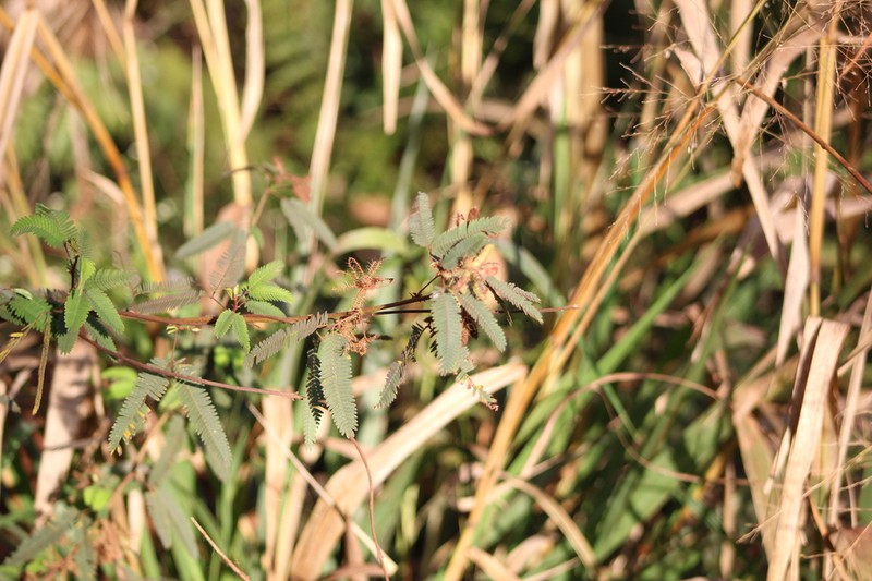 Mimosa polycarpa photo 6