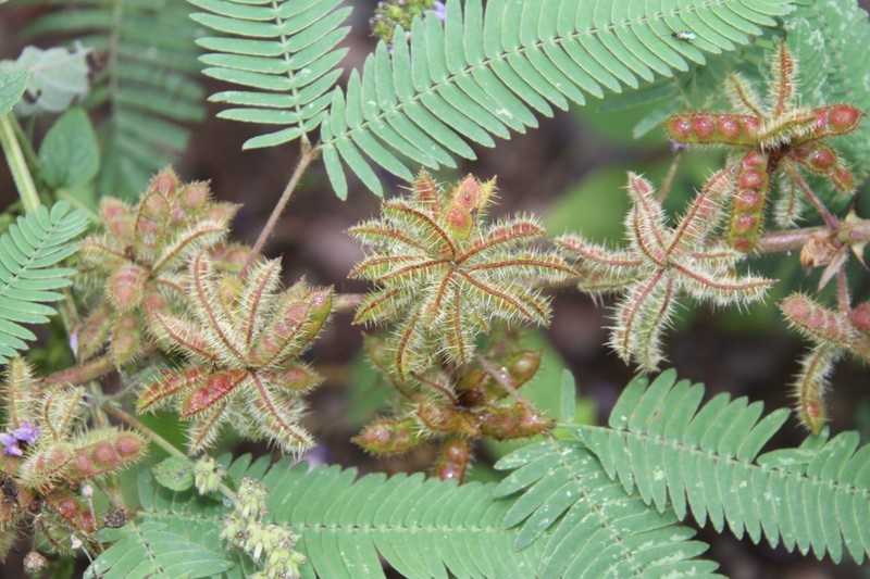 Mimosa polycarpa photo 7