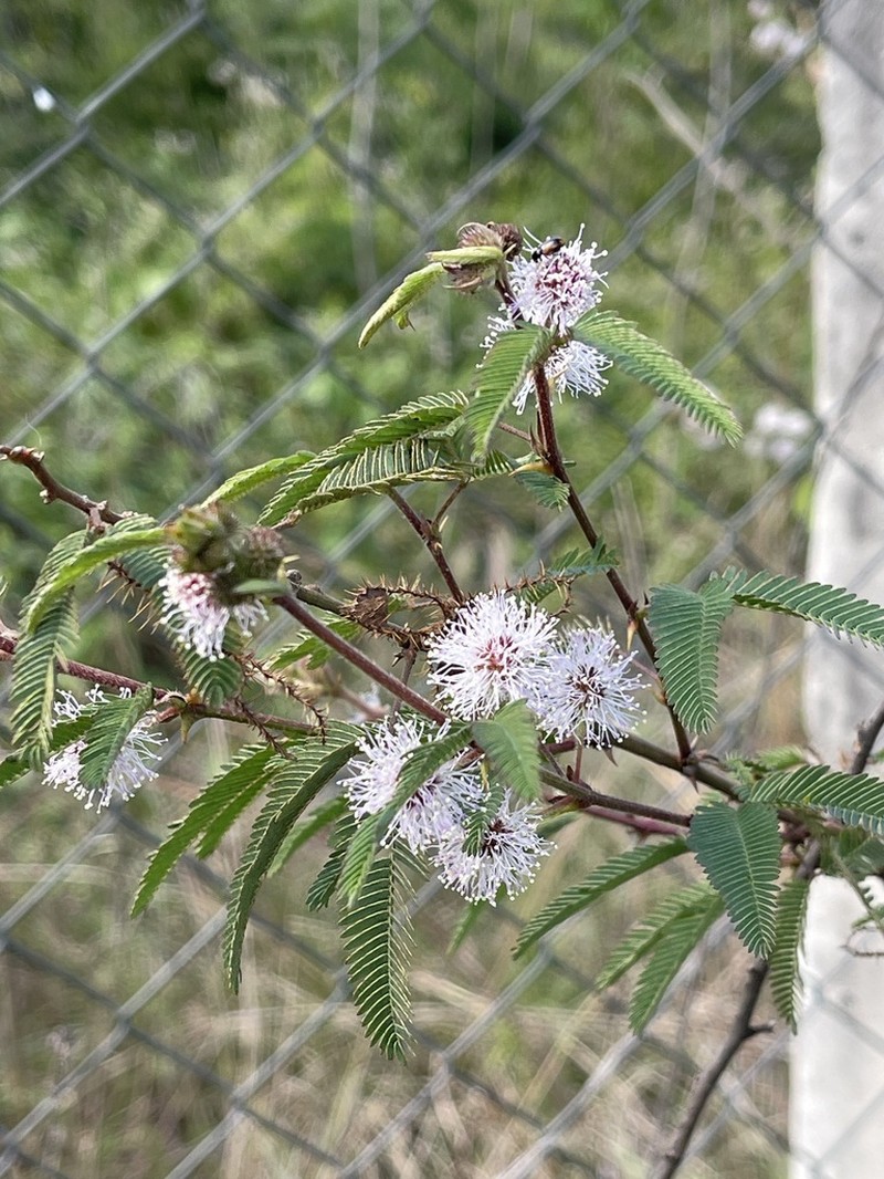 Mimosa polycarpa photo 8