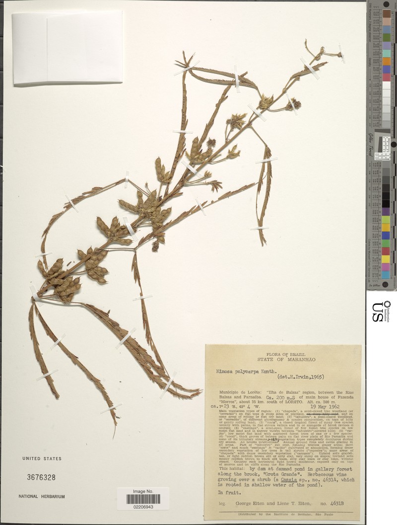 Mimosa polycarpa var. redundans