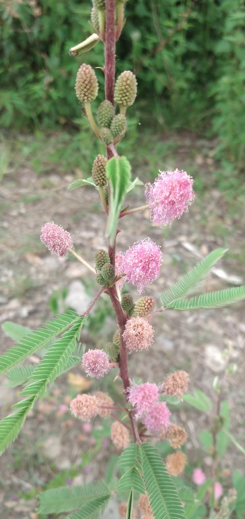 Mimosa polycarpa var. subandina