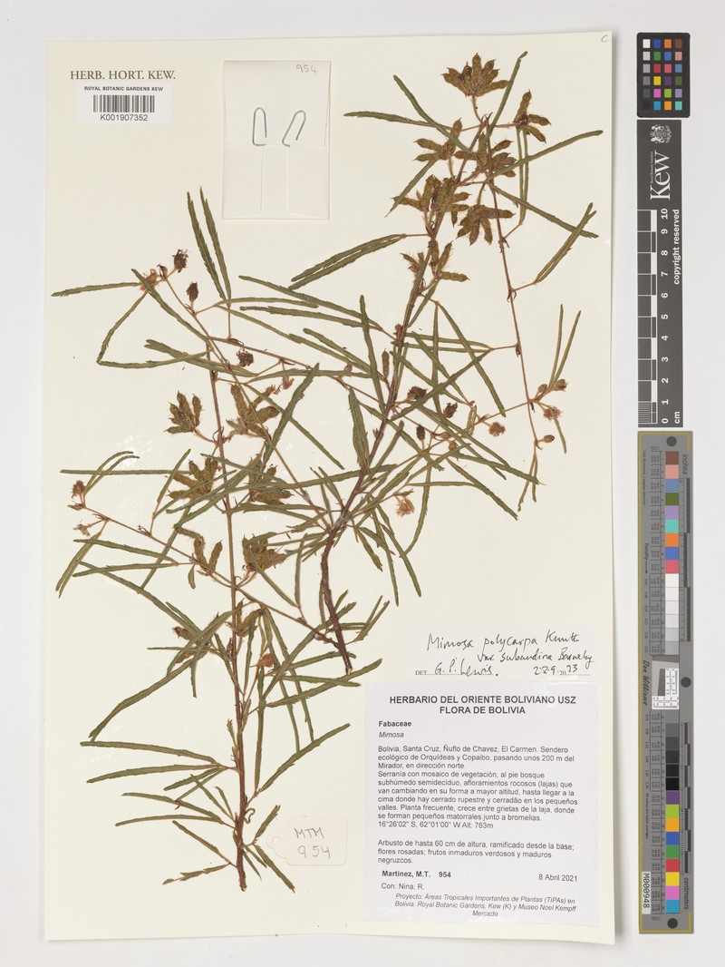 Mimosa polycarpa var. subandina photo 2