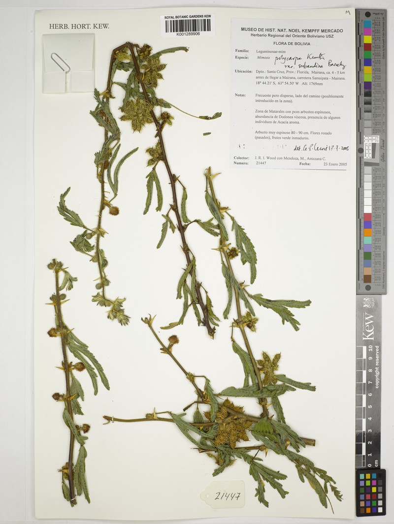 Mimosa polycarpa var. subandina photo 3