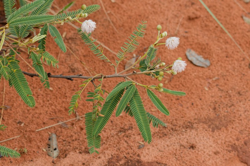 Mimosa polycephala