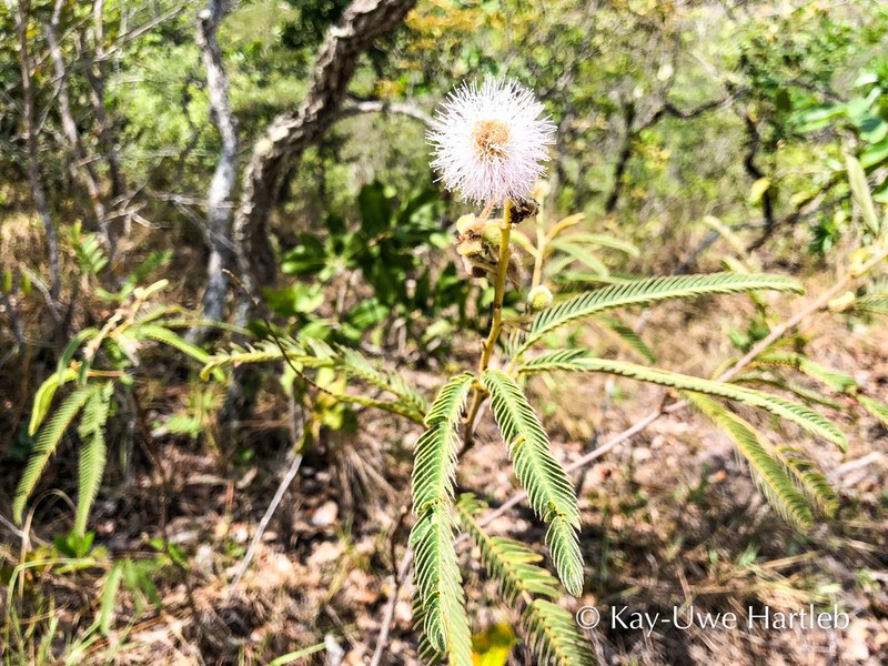 Mimosa polycephala photo 2