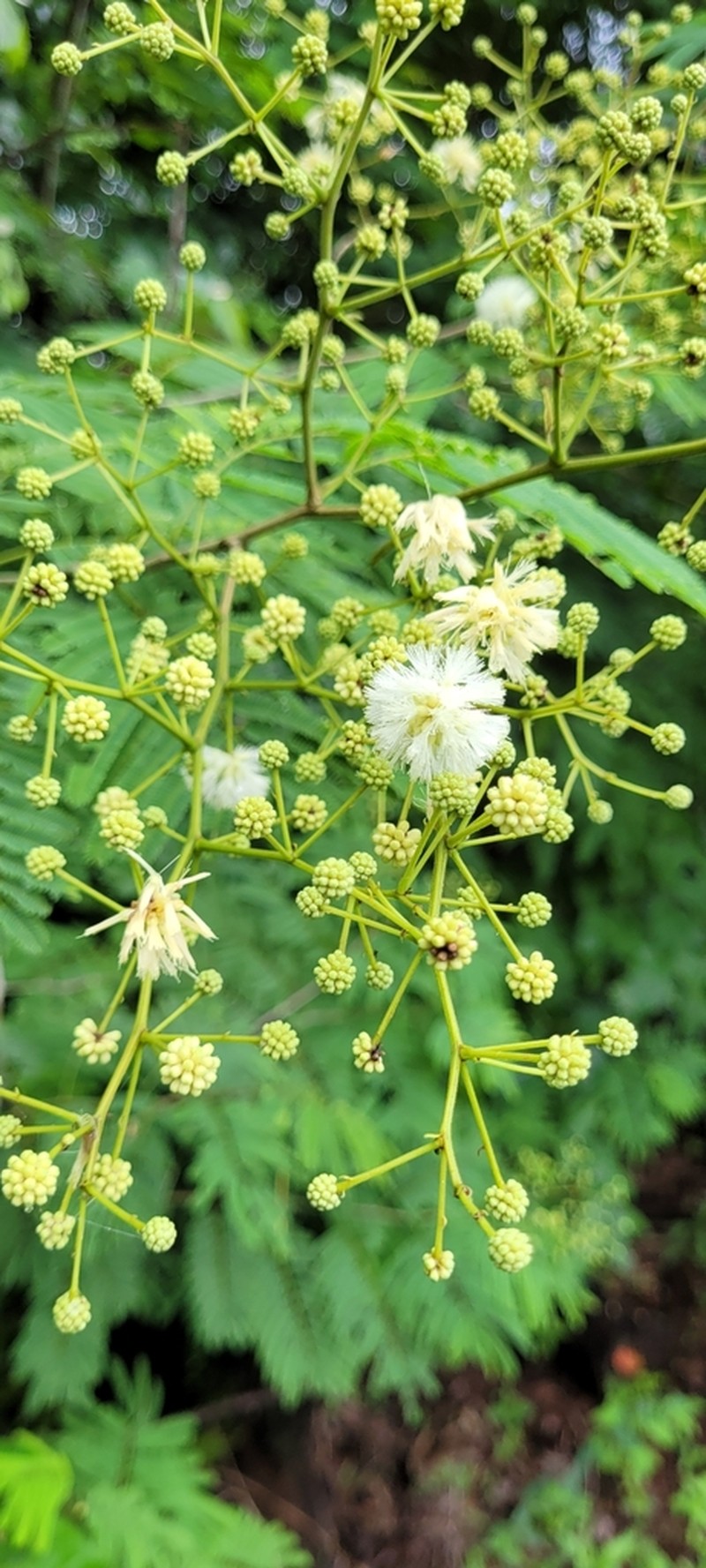 Mimosa polycephala photo 4