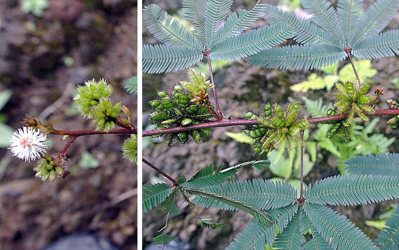 Mimosa polydactyla
