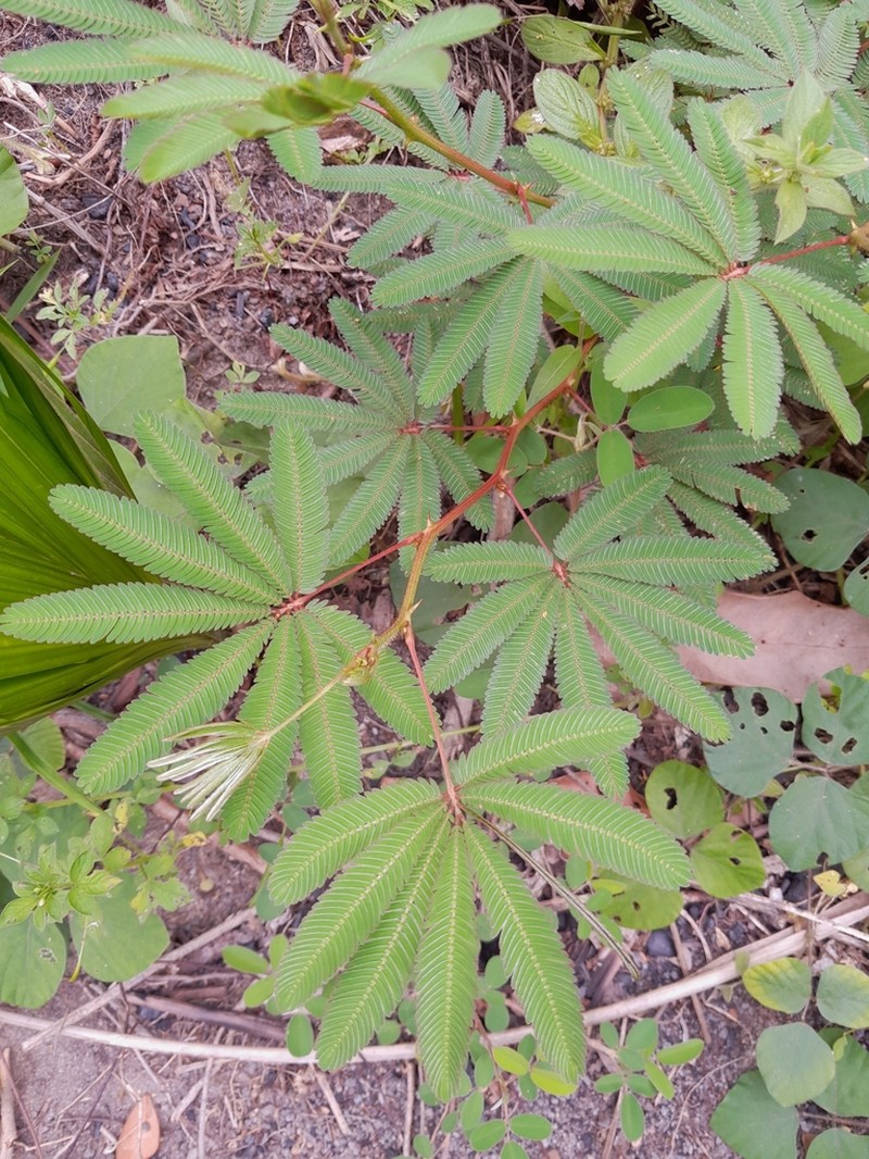 Mimosa polydactyla photo 2