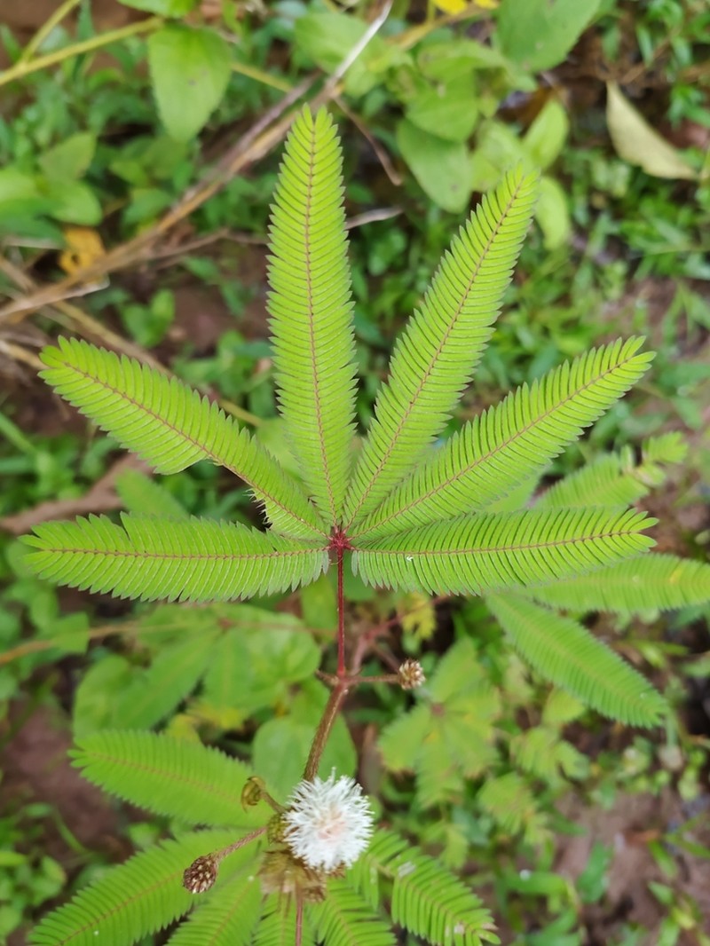 Mimosa polydactyla photo 3
