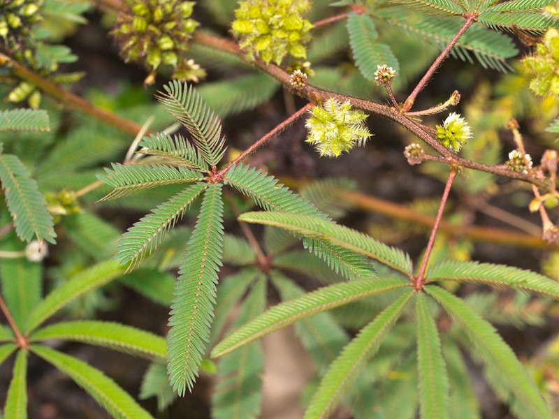 Mimosa polydactyla photo 4