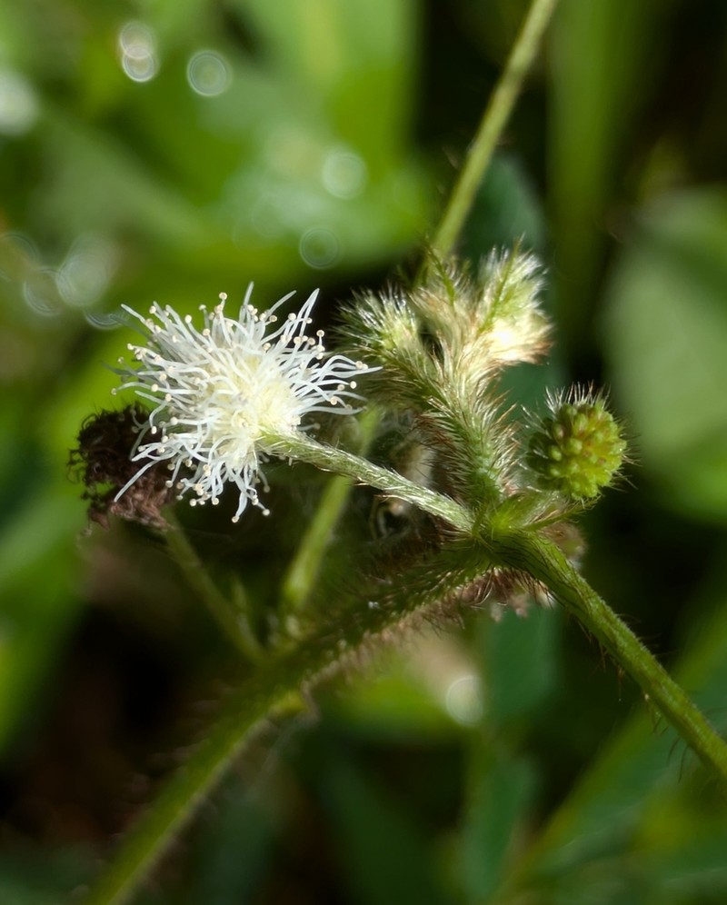 Mimosa polydactyla photo 5