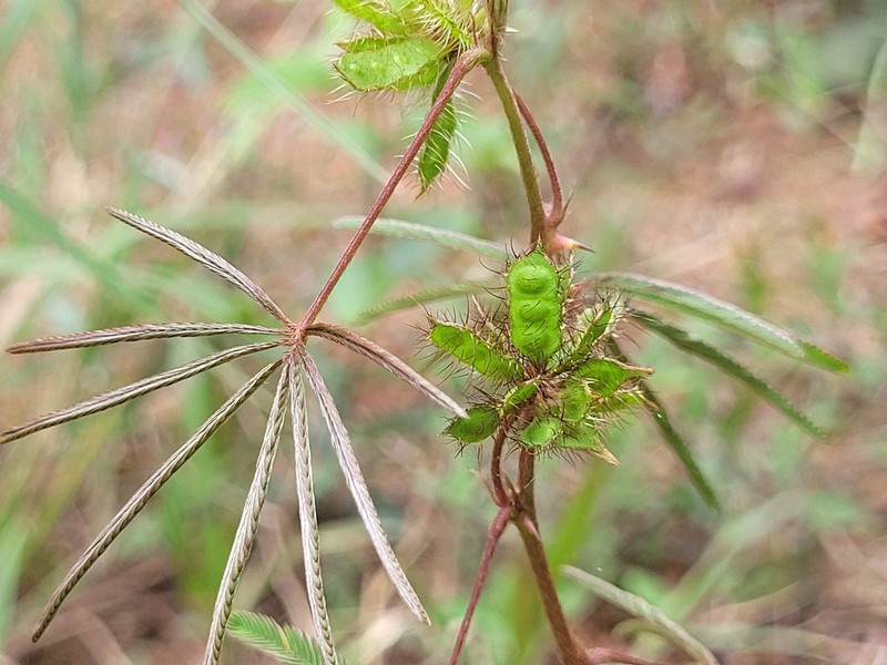 Mimosa polydactyla photo 6