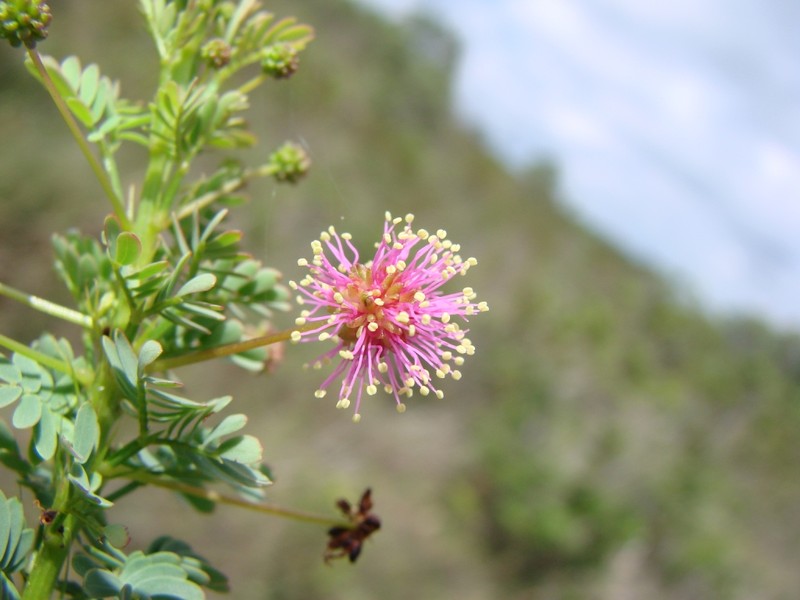 Mimosa polydidyma