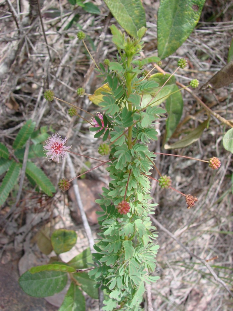 Mimosa polydidyma photo 2