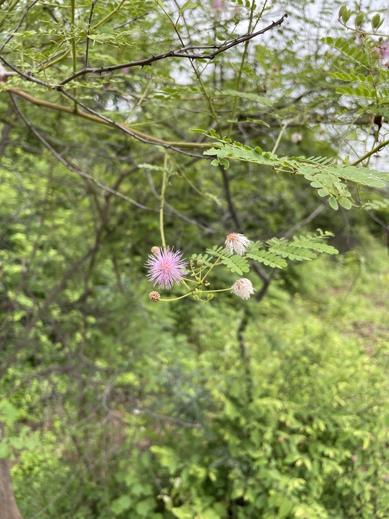 Mimosa prainiana photo 3