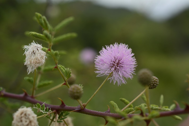 Mimosa prainiana photo 4