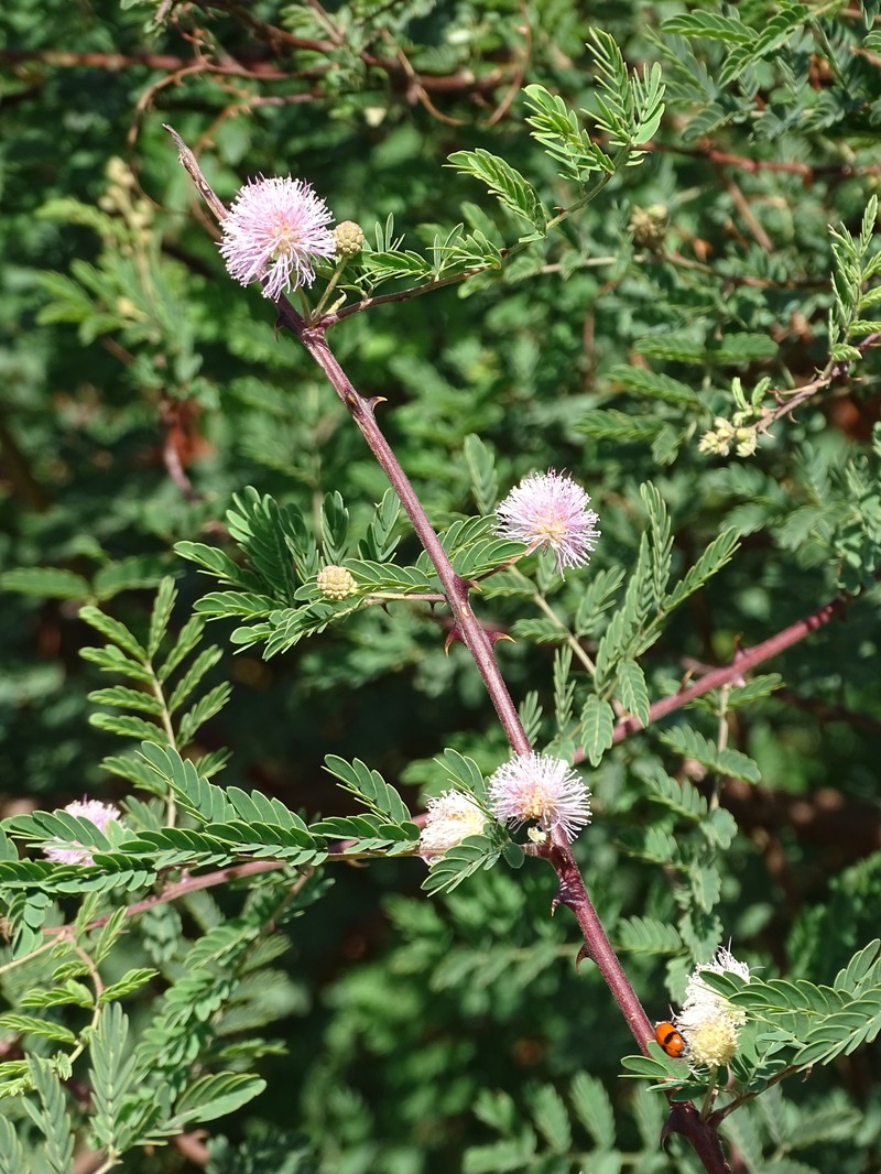 Mimosa prainiana photo 5