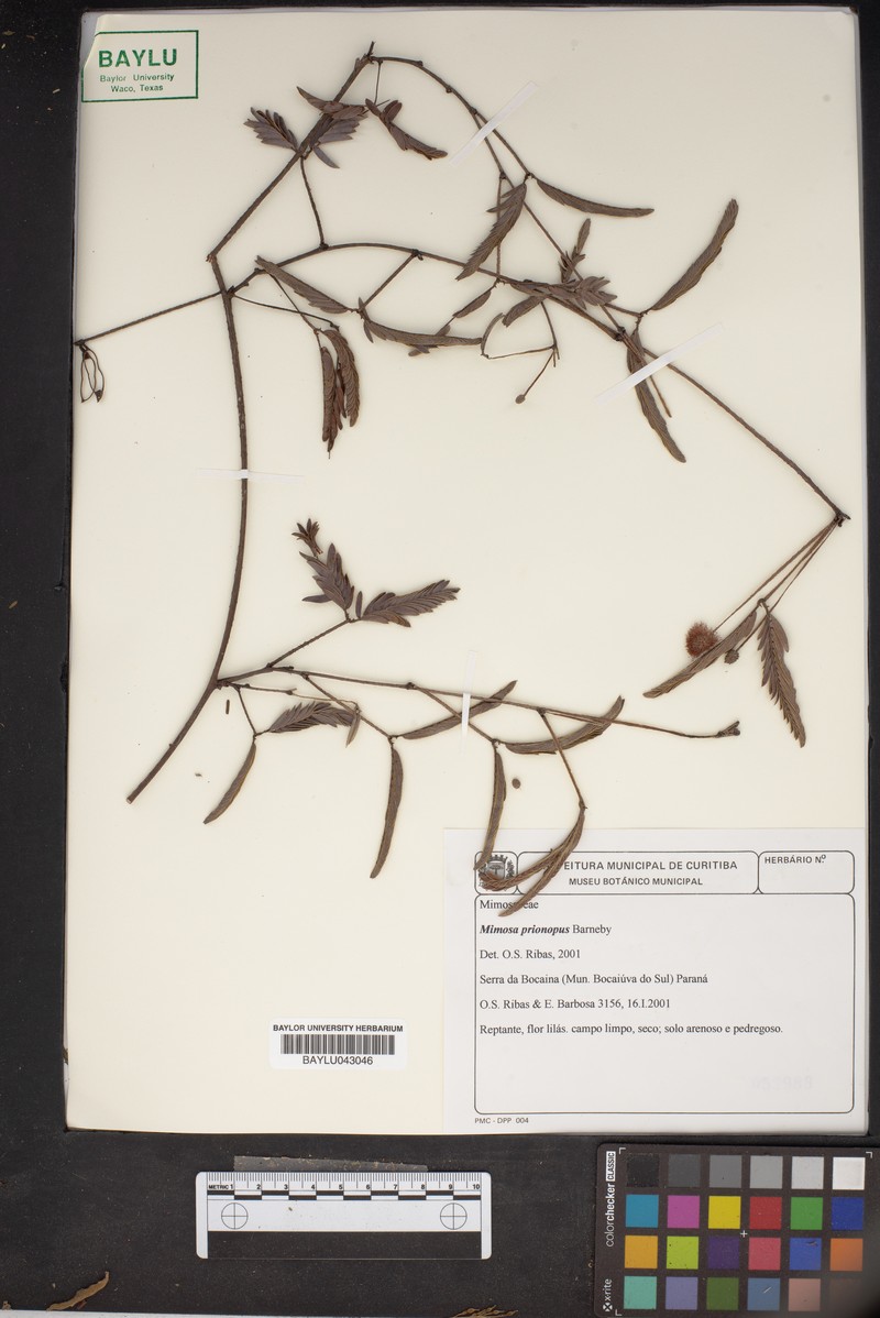 Mimosa prionopus