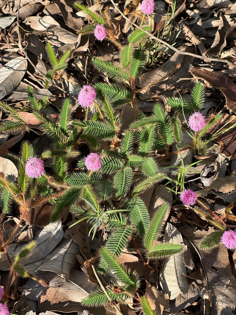 Mimosa procurrens
