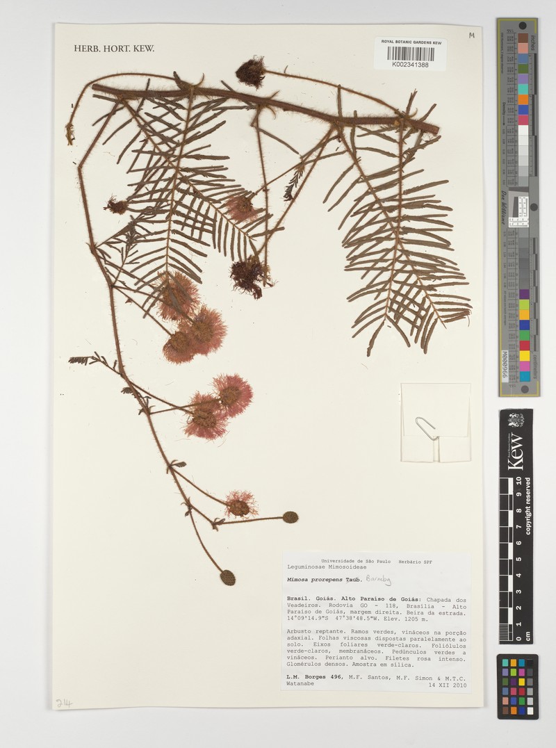 Mimosa prorepens