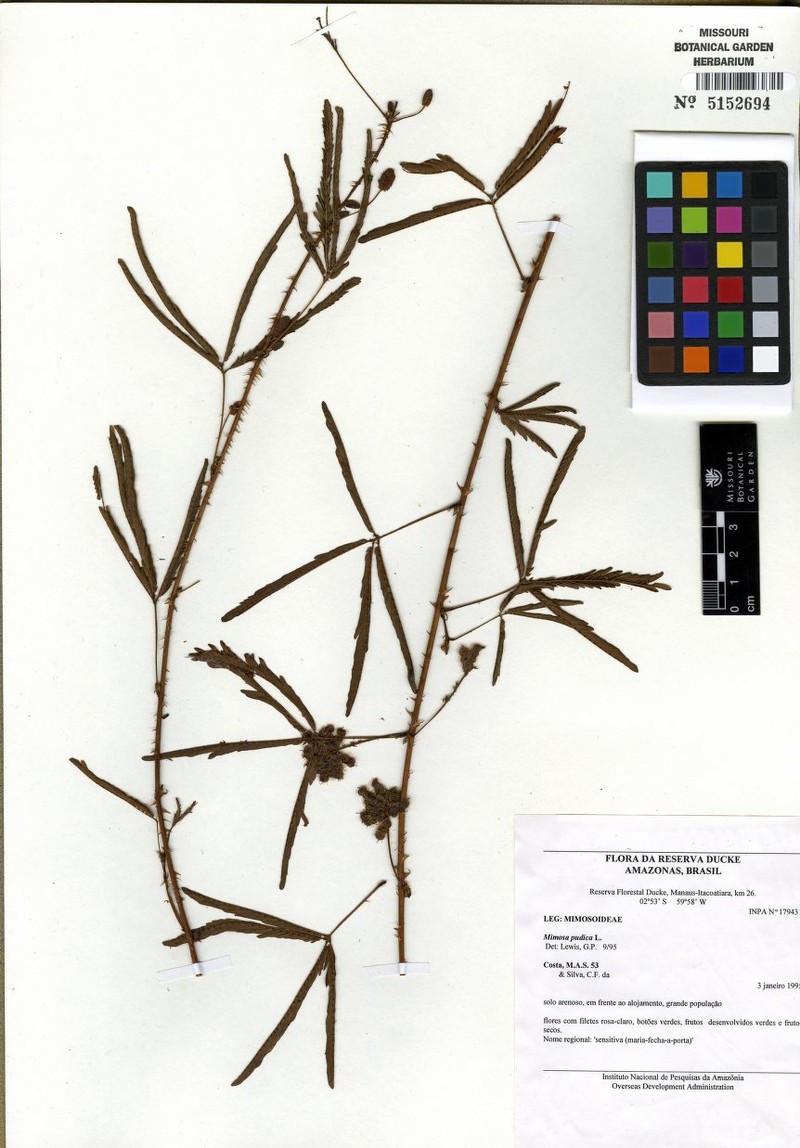 Mimosa pseudopetiolaris