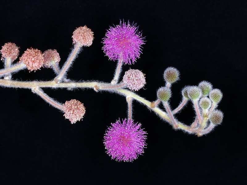 Mimosa pseudoradula