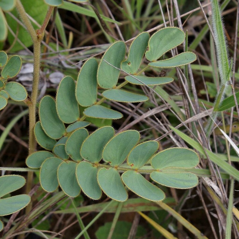 Mimosa pseudoradula photo 2