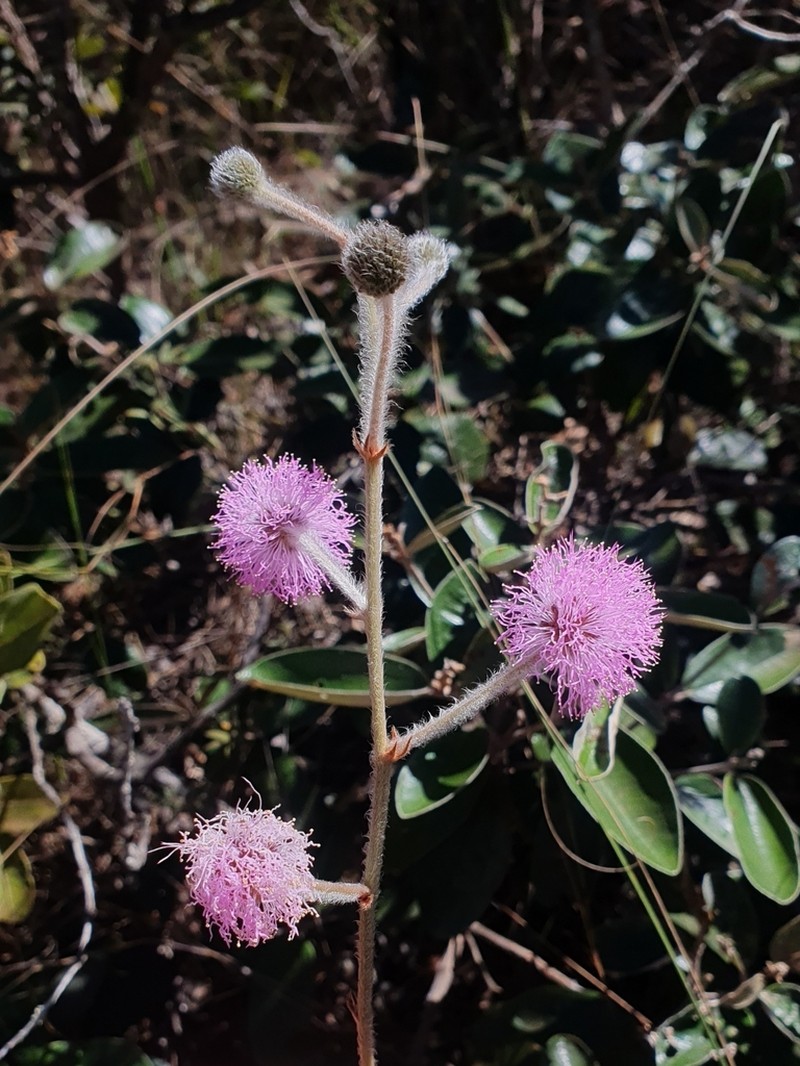 Mimosa pseudoradula photo 3