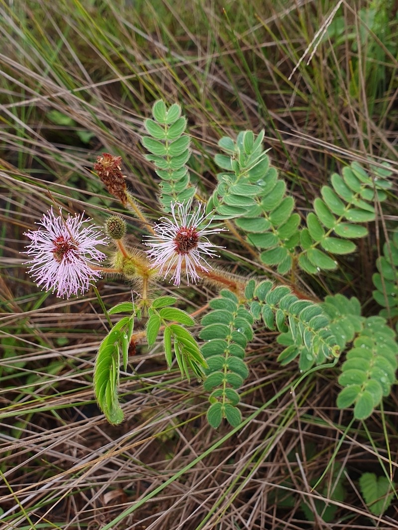 Mimosa pseudoradula photo 4