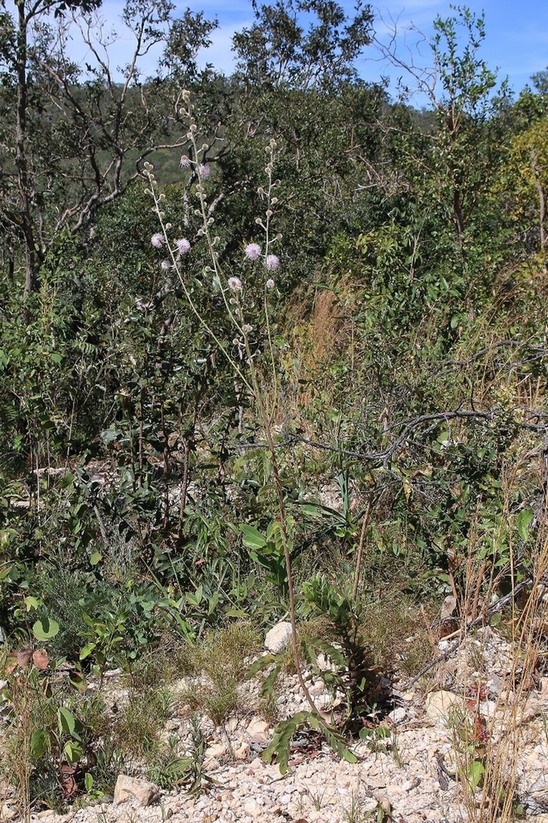 Mimosa pseudoradula photo 5