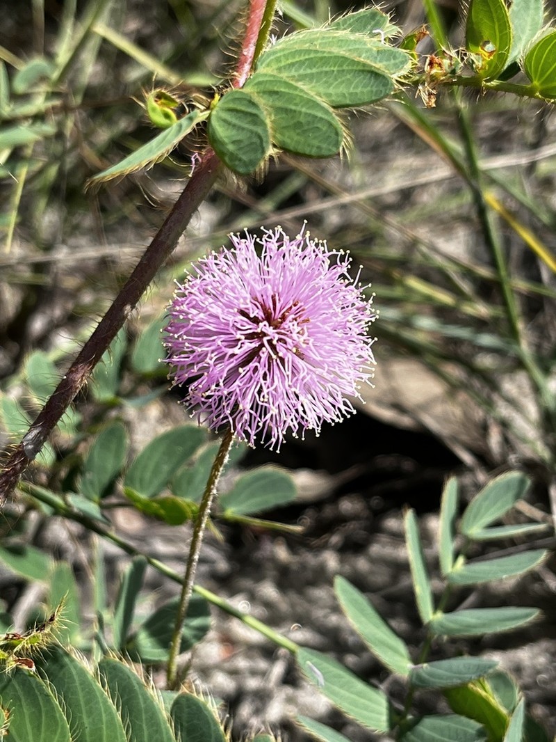 Mimosa pseudoradula photo 6
