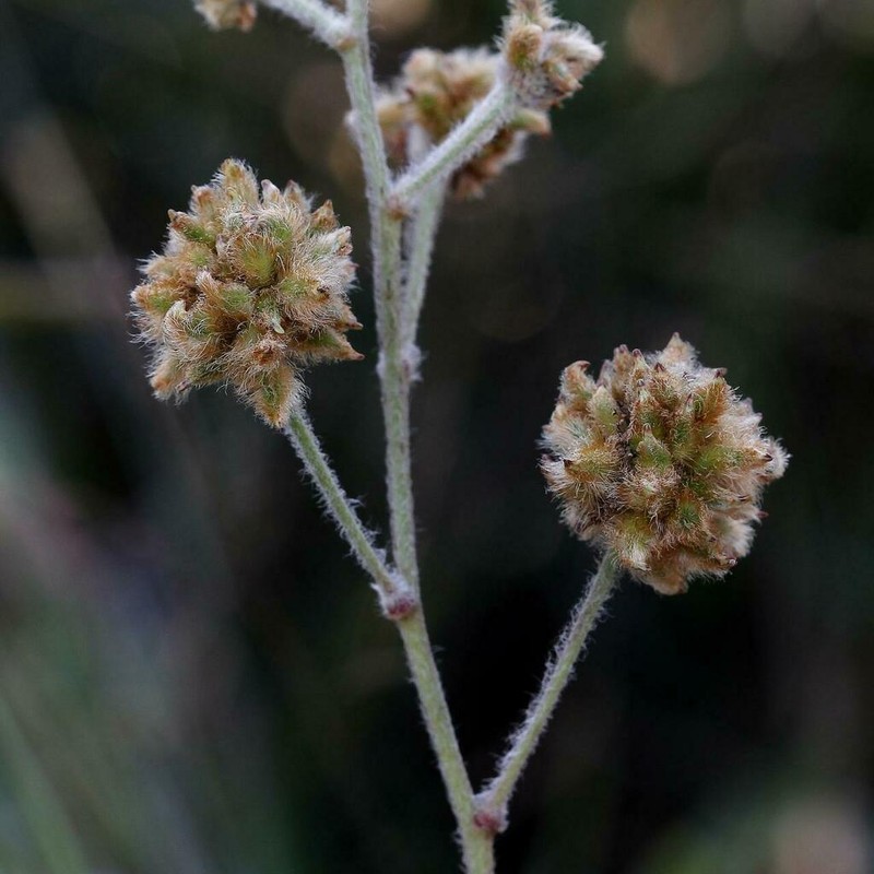Mimosa pseudoradula photo 7