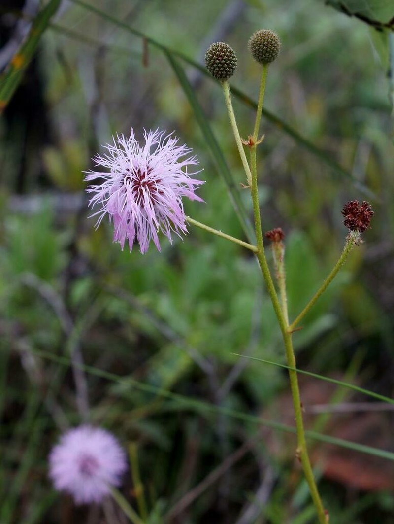 Mimosa pseudoradula photo 8