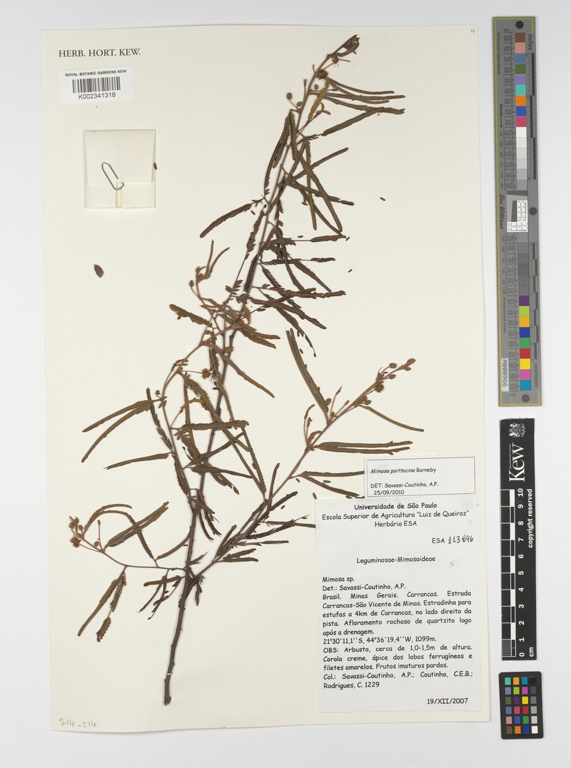 Mimosa psittacina