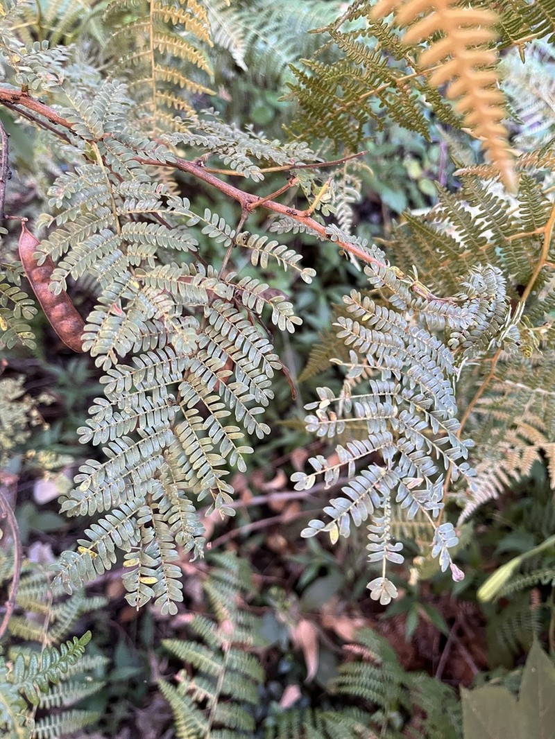Mimosa psoralea