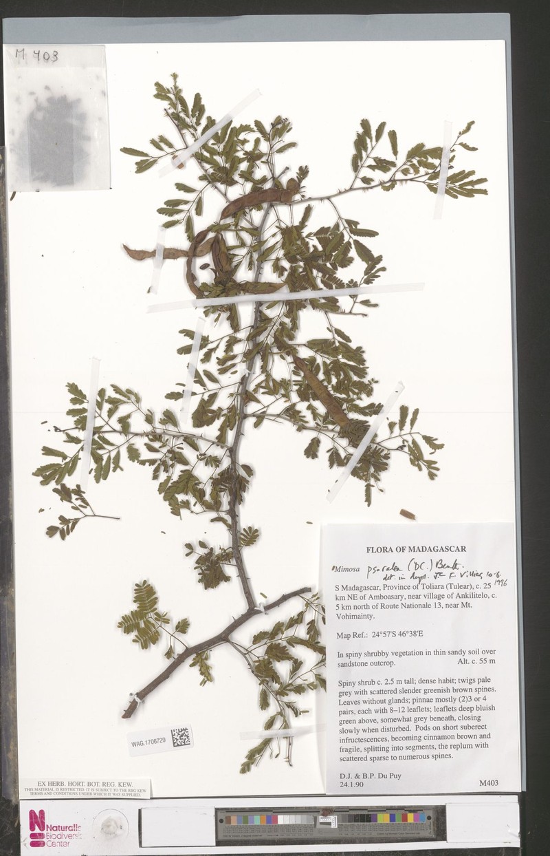Mimosa psoralea photo 2