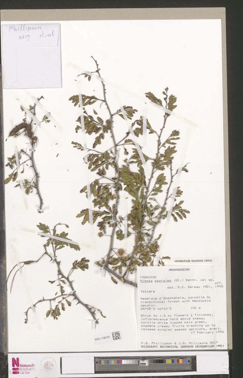 Mimosa psoralea photo 3
