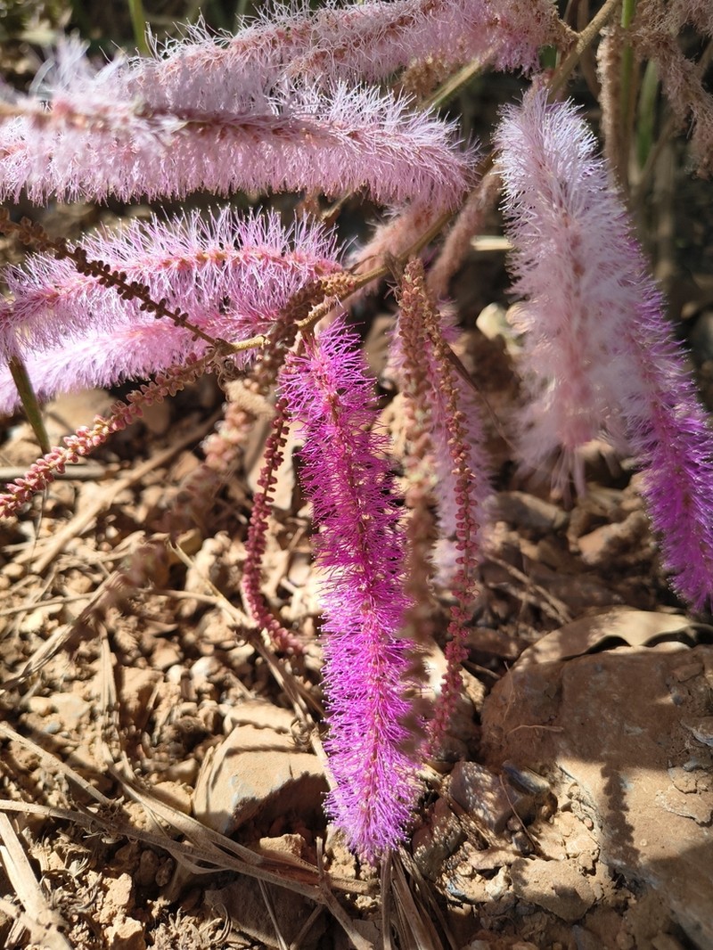 Mimosa pteridifolia