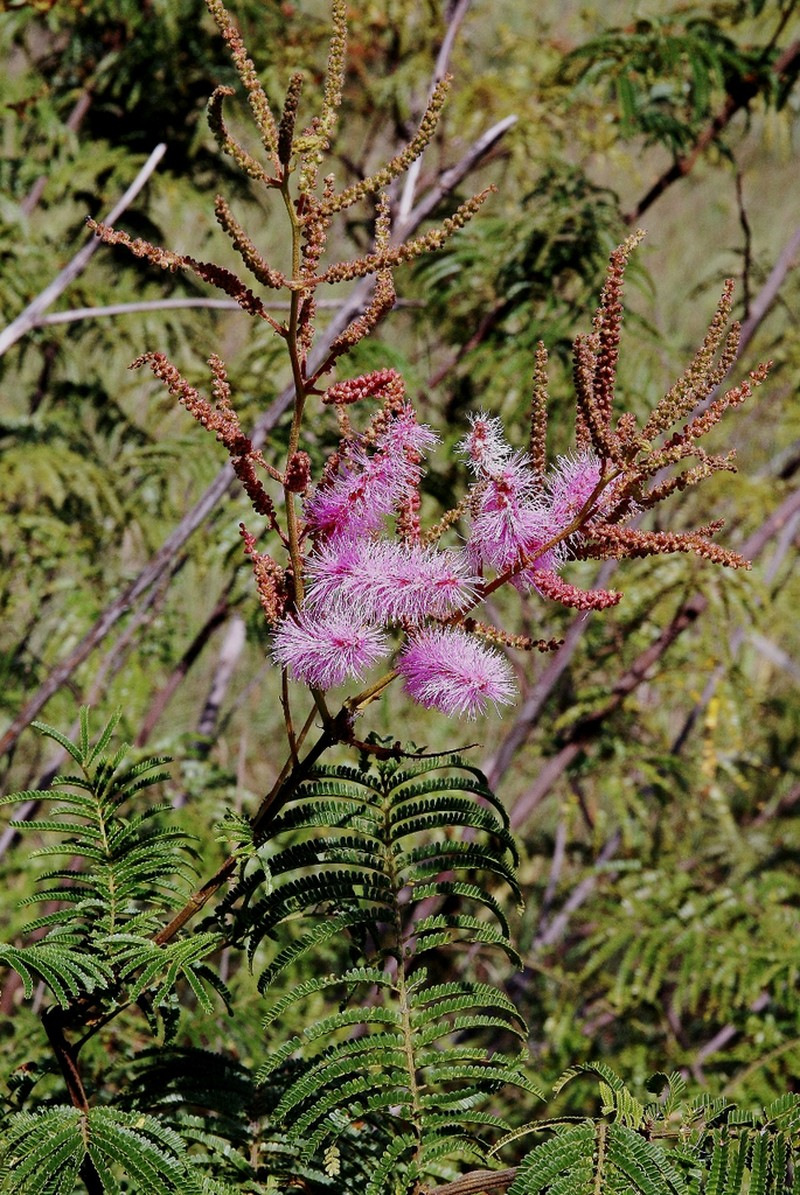 Mimosa pteridifolia photo 2