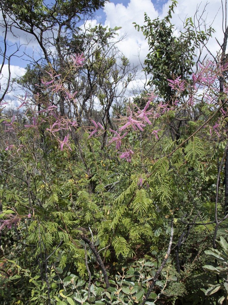 Mimosa pteridifolia photo 3