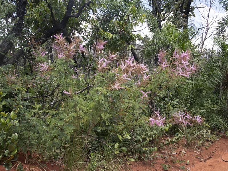 Mimosa pteridifolia photo 4