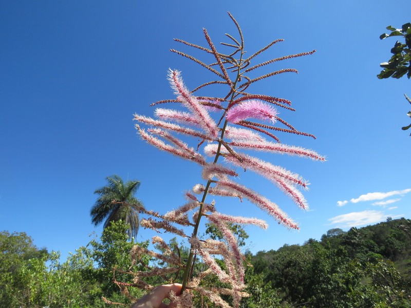 Mimosa pteridifolia photo 5