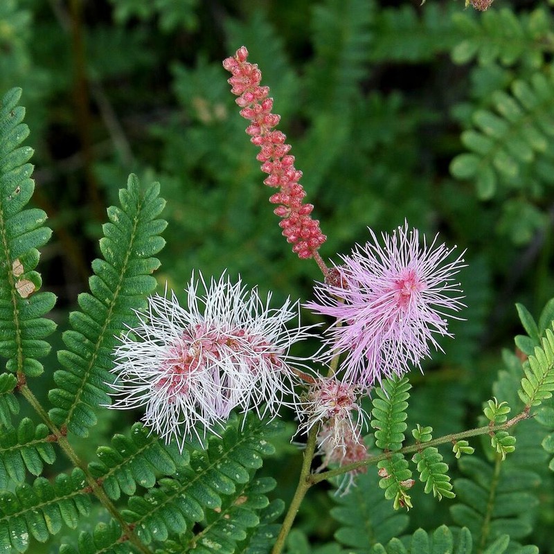 Mimosa pteridifolia photo 6